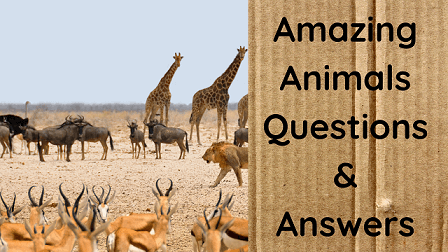 Amazing Animals Questions & Answers