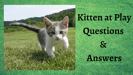 Kitten at Play Questions & Answers