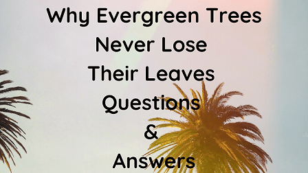 Why Evergreen Trees Never Lose Their Leaves Questions & Answers