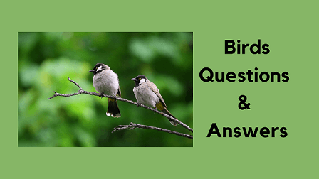 Birds Questions & Answers - WittyChimp