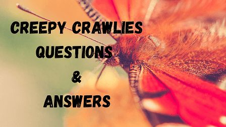 Creepy Crawlies Questions & Answers