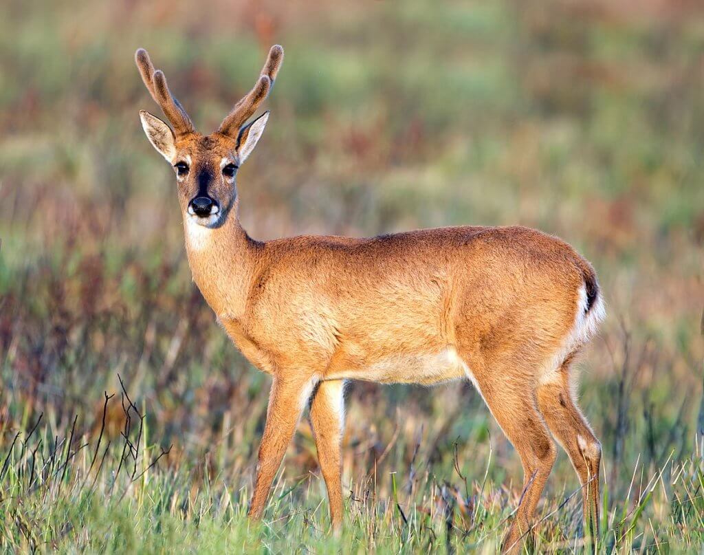 Deer