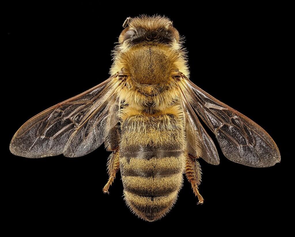 Honeybee