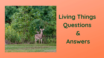 Living Things Questions & Answers
