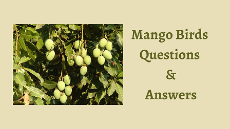 Mango Birds Questions & Answers