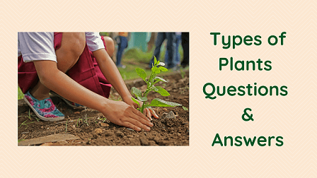 Types of Plants Questions & Answers