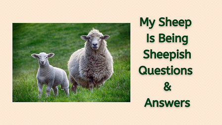 My Sheep Is Being Sheepish Questions & Answers