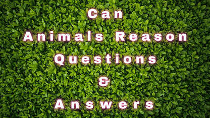 Can Animals Reason Questions & Answers