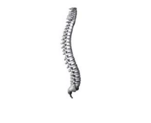 Skeletal System Questions & Answers