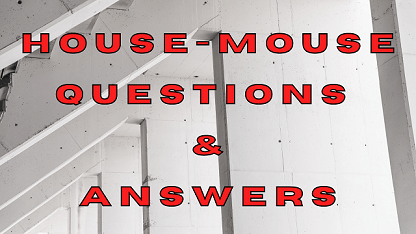 House Mouse Questions & Answers