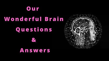 Our Wonderful Brain Questions & Answers