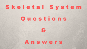 Skeletal System Questions & Answers - WittyChimp