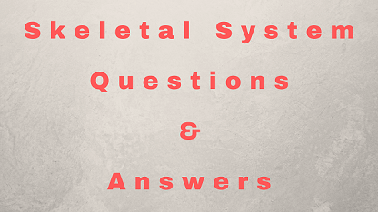 Skeletal System Questions & Answers