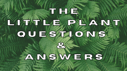 The Little Plant Questions & Answers