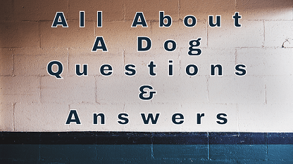 All About A Dog Questions & Answers