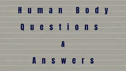 Human Body Questions & Answers