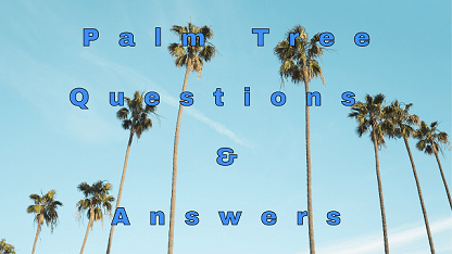 Palm Tree Questions & Answers