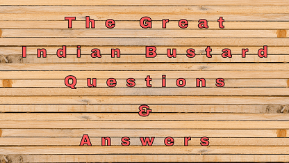 The Great Indian Bustard Questions & Answers