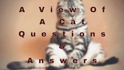 A View Of A Cat Questions & Answers