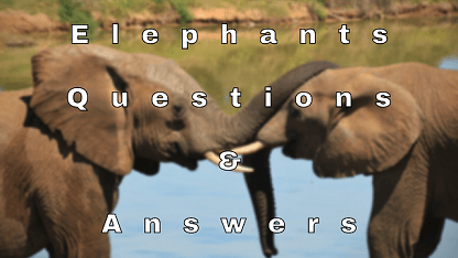 Elephants Questions & Answers