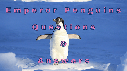 Emperor Penguins Questions & Answers