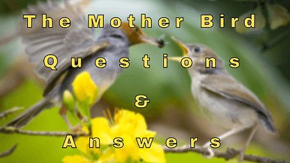 The Mother Bird Questions & Answers