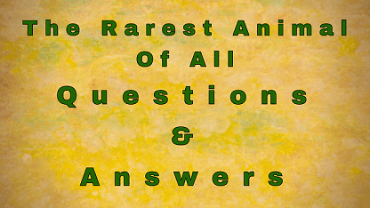The Rarest Animal Of All Questions & Answers - WittyChimp The Rarest Animal Of All Questions & Answers - WittyChimp