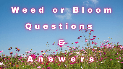 Weed or Bloom Questions & Answers