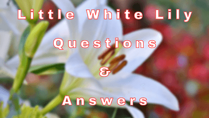 Little White Lily Questions & Answers