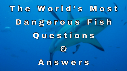 The World’s Most Dangerous Fish Questions & Answers