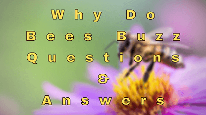 Why Do Bees Buzz Questions & Answers