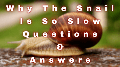 Why The Snail Is So Slow Questions & Answers