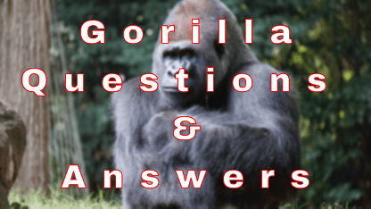 Gorilla Questions & Answers