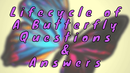 Lifecycle of a Butterfly Questions & Answers