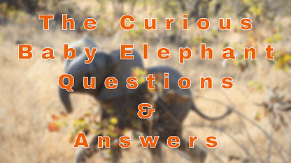 The Curious Baby Elephant Questions & Answers