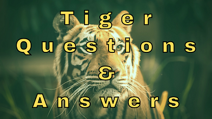 Tiger Questions & Answers - WittyChimp Tiger Questions & Answers - WittyChimp