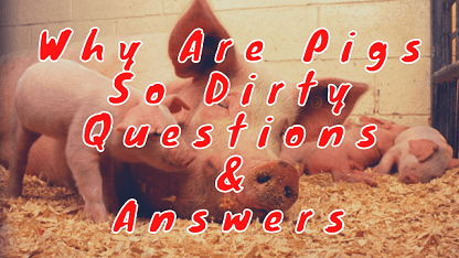 Why Are Pigs So Dirty Questions & Answers