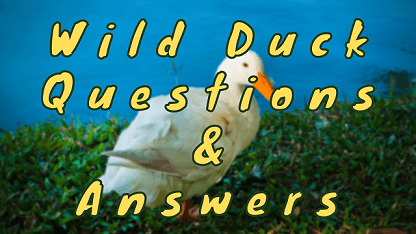 Wild Duck Questions & Answers