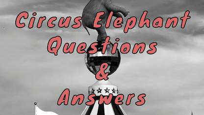 Circus Elephant Questions & Answers
