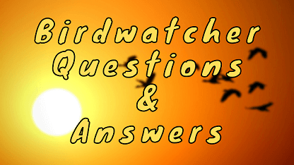 Birdwatcher Questions & Answers