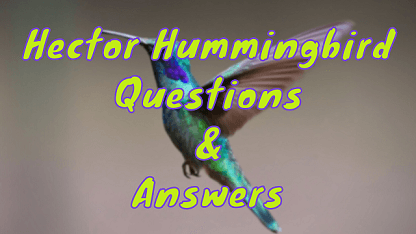 Hector Hummingbird Questions & Answers