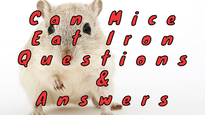 Can Mice Eat Iron Questions & Answers