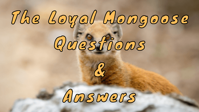 The Loyal Mongoose Questions & Answers
