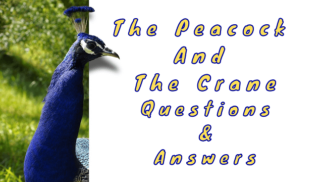 The Peacock and The Crane Questions & Answers