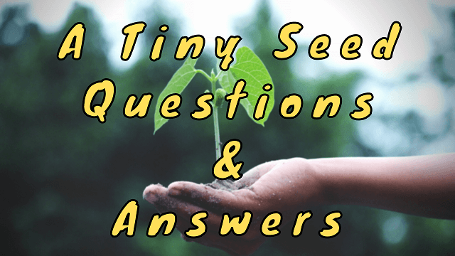 A Tiny Seed Questions & Answers