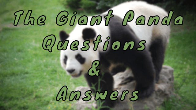 The Giant Panda Questions & Answers