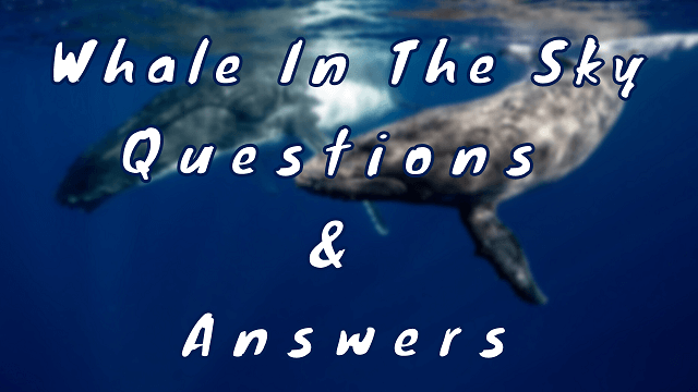 Whale In The Sky Questions & Answers