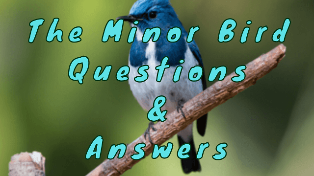 The Minor Bird Questions & Answers