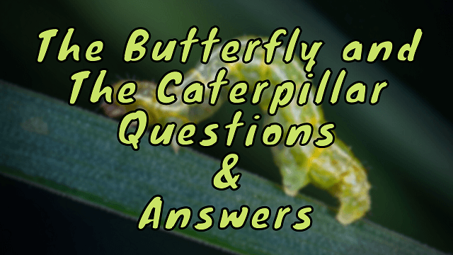 The Butterfly and The Caterpillar Questions & Answers
