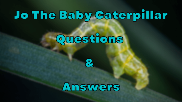 Jo The Baby Caterpillar Questions & Answers